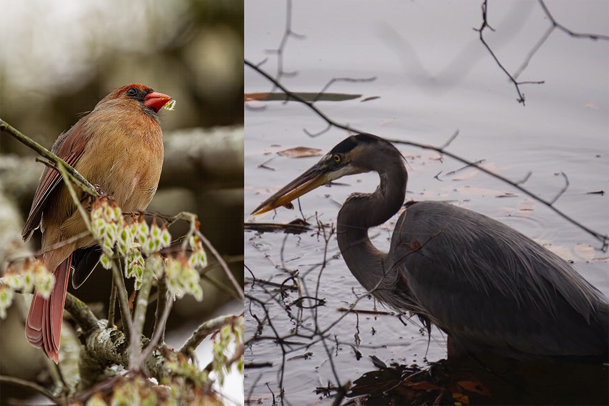 Collage of a male cardinal in a tree and a heron in a body of water